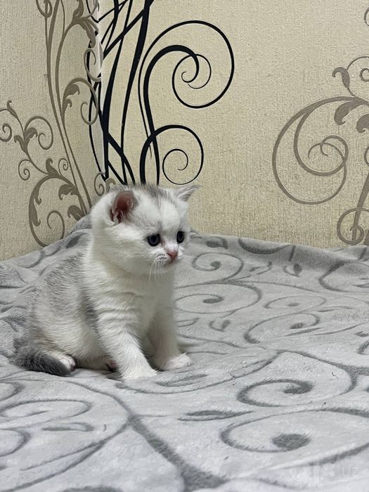 Британская Шиншила Серебро!