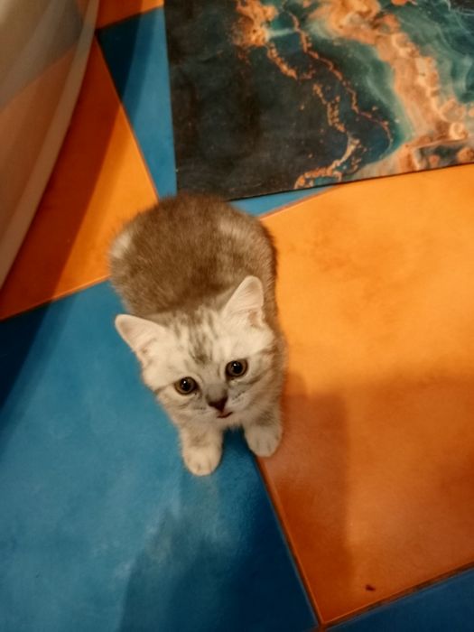 Котята шотландцы