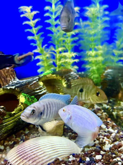 Аквариумные рыбки. Мирные, Хищные