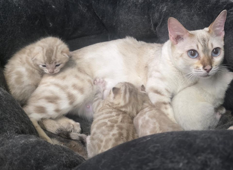 Бенгалски котета