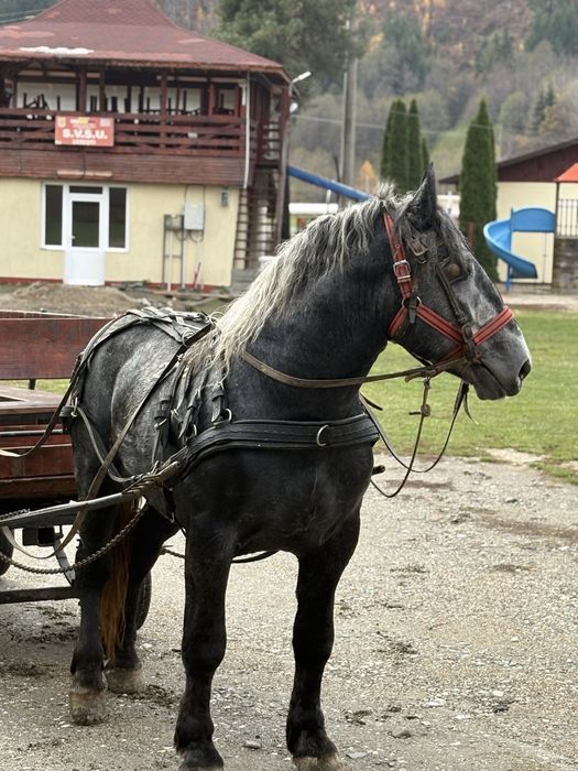 Schimb cu animale. Armasar Polonez dangalizat cu acte, inaltime 1.75