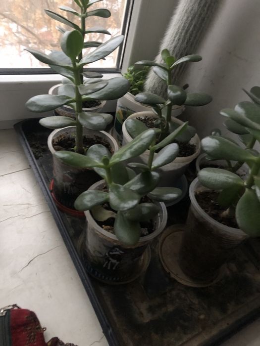 Денежное дерево