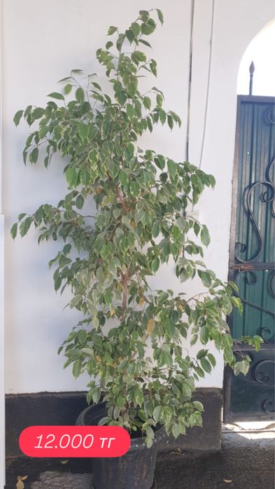 Продам домашние фикусы