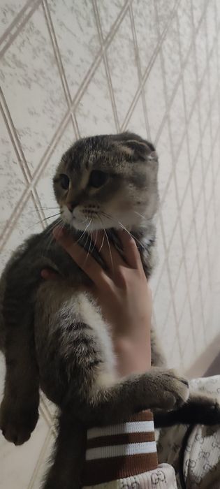 6-oyli mushuk 9-oyga kafolat beraman