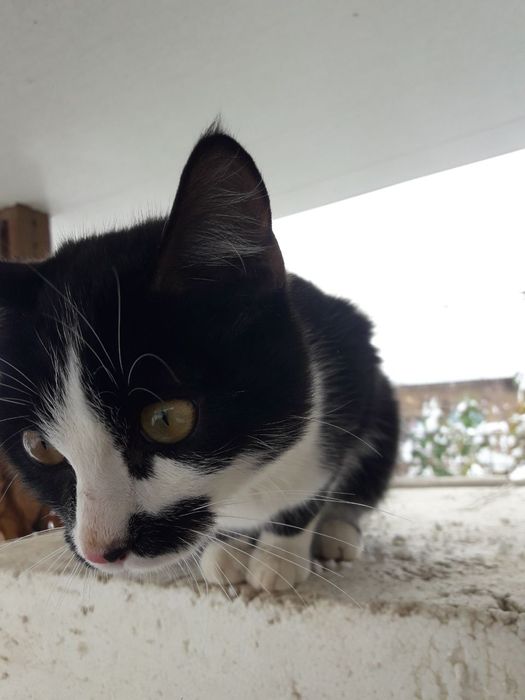 Ласковый котёнок мальчик ищет дом