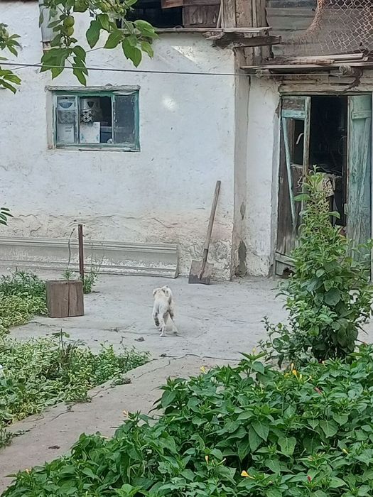 Собачки белых 3 и одна чёрная отдам бесплатно