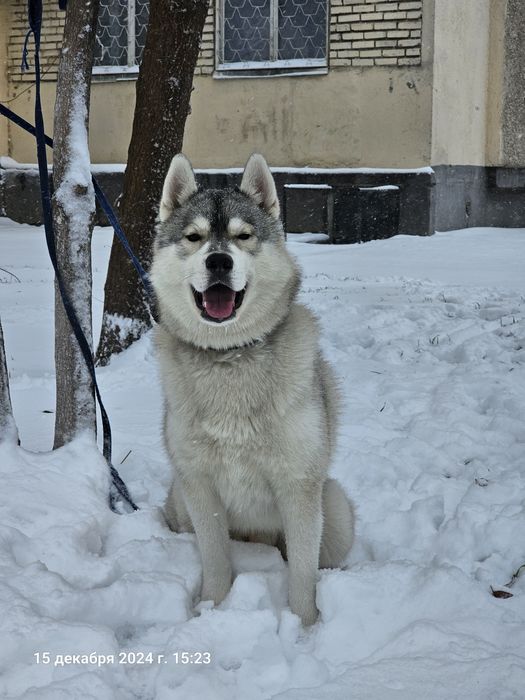 Привозной кобель Сибирский хаски на вязку .