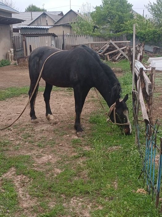 Срочно Айгыр сатылады