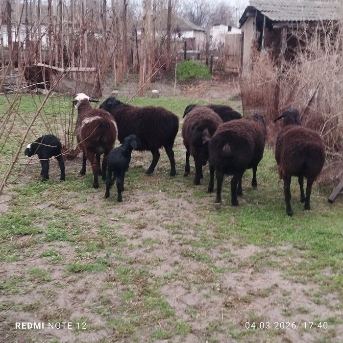 Куй ва кузилар сотилади еб ичиши зур