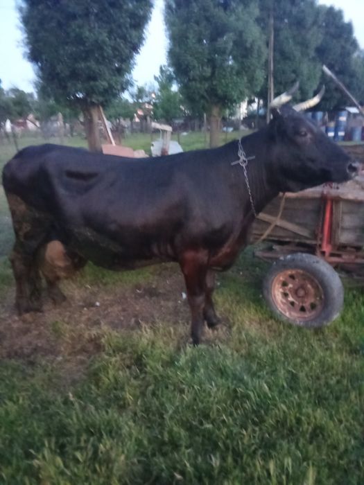 Vacă cu lapte de vânzare