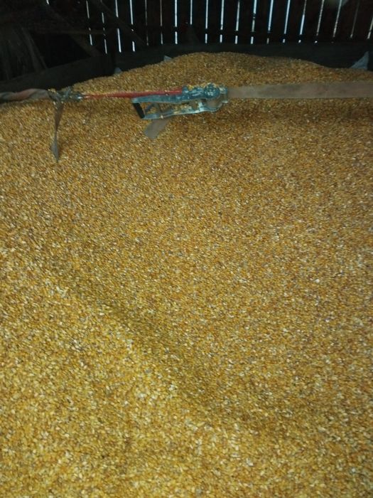 Porumb boabe de vânzare