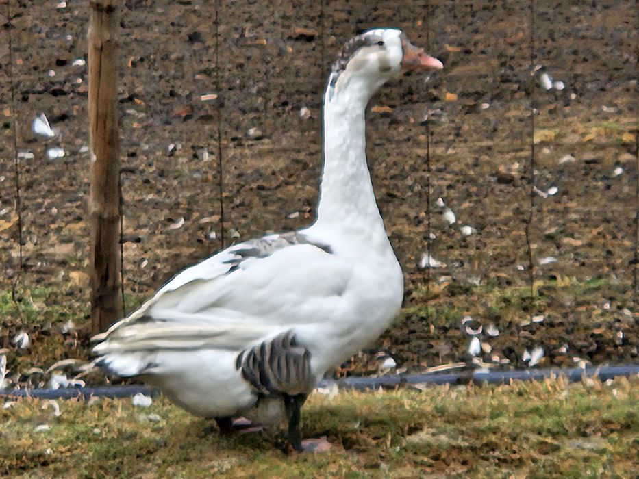 Продоются Гуси  линза