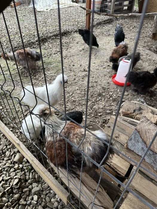 Matase Japoneza Cocos 3-4 luni