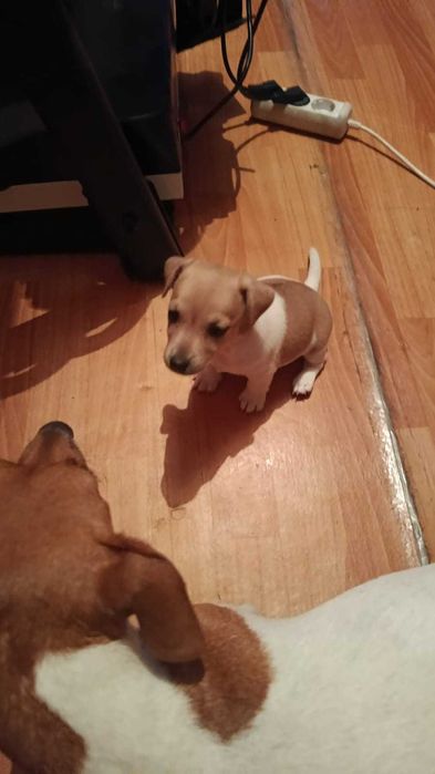 продам щенков джек рассел