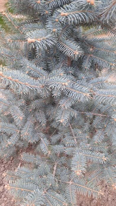 Продам голубую ель