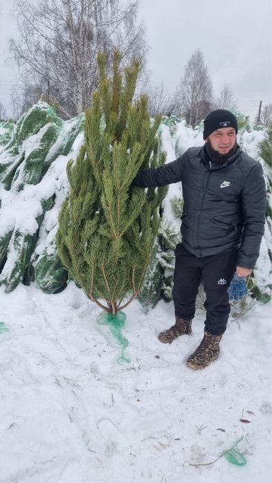 Елки новогодние