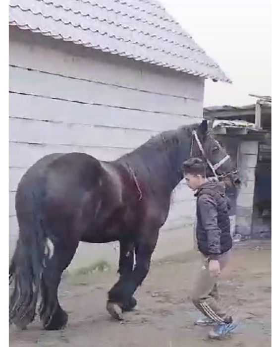 Este de vânzare 2 iepe de 4 ani si 5 ani maimulte detalii înprivat