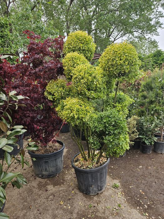 Leylandi bonzai catalpa spirale ponpon magnolie