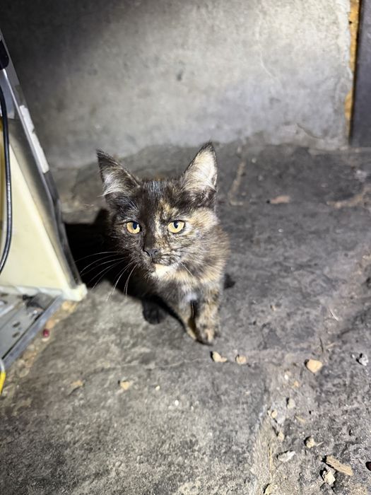Котята супер кошки и коты