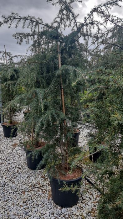 Cedru- artar rosu- photinia - eunomius- leylandi