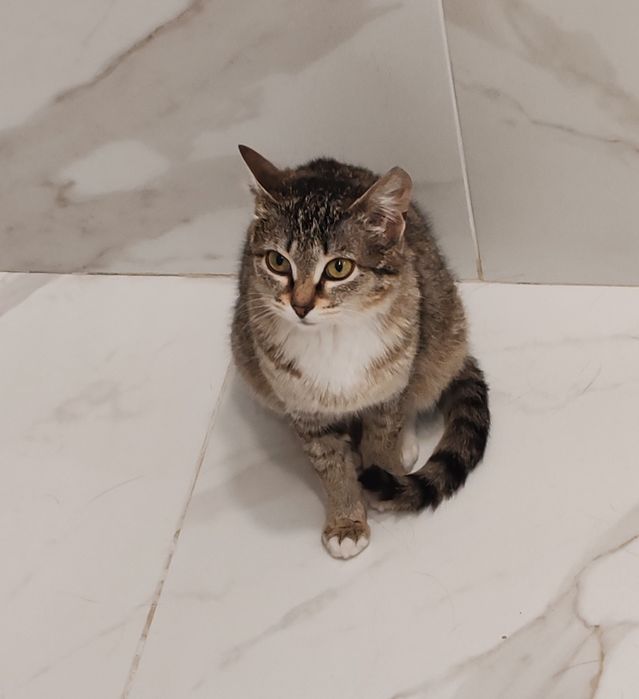 Котенок, молоденькая кошечка