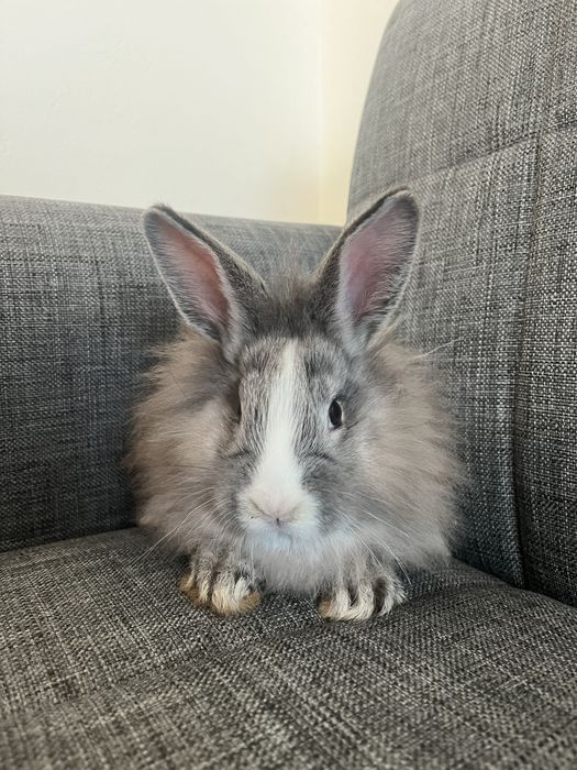 6 iepurasi de doua luni