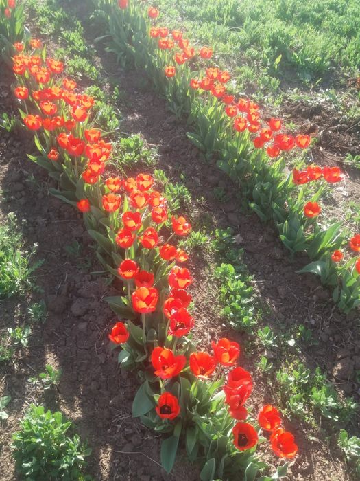 Продам дачу в Асане