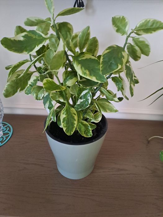 Продам фикус с горшком