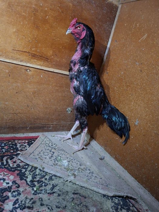 Dakan xoʻrozlar sotiladi