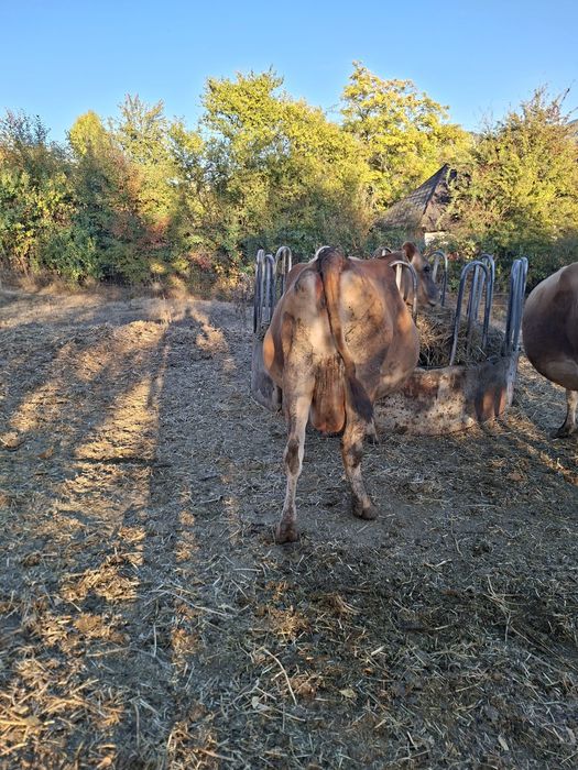Vaca jersey cu certificat de origine