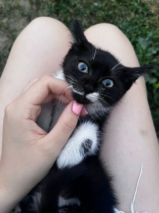 Котенок черно белый мальчик