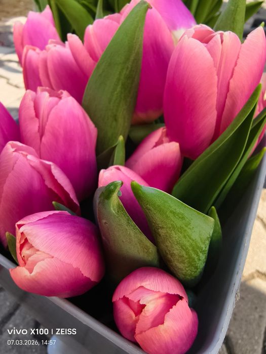 тюльпаны по 350тг