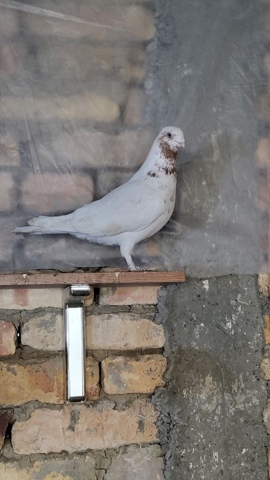 Кабутар пара сотилади