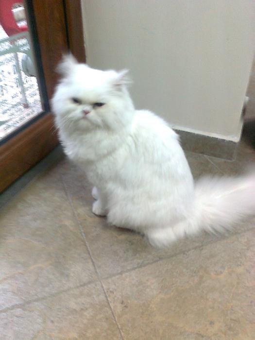 Подстригване - грууминг - на домашни любимци.