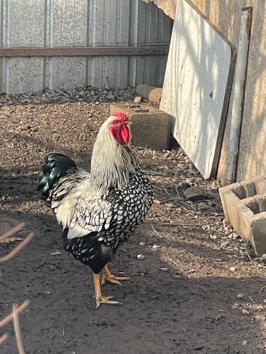 Виандот серебро яйцо