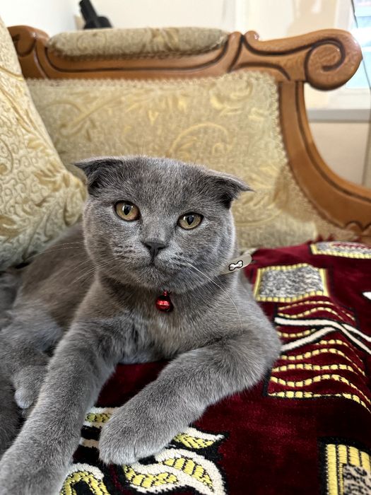 Продается кошка скотиш фолд