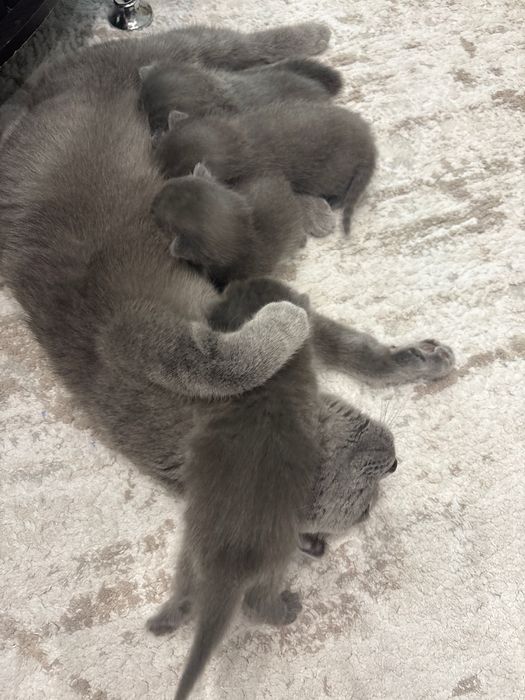 Шотландска клепоуха