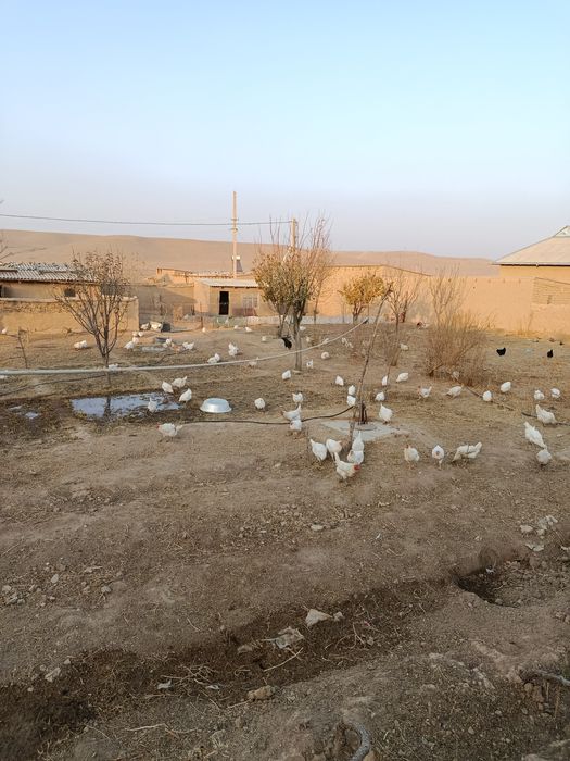 Lamon sendi tovuqlar sotiladi tuxumga kirgan