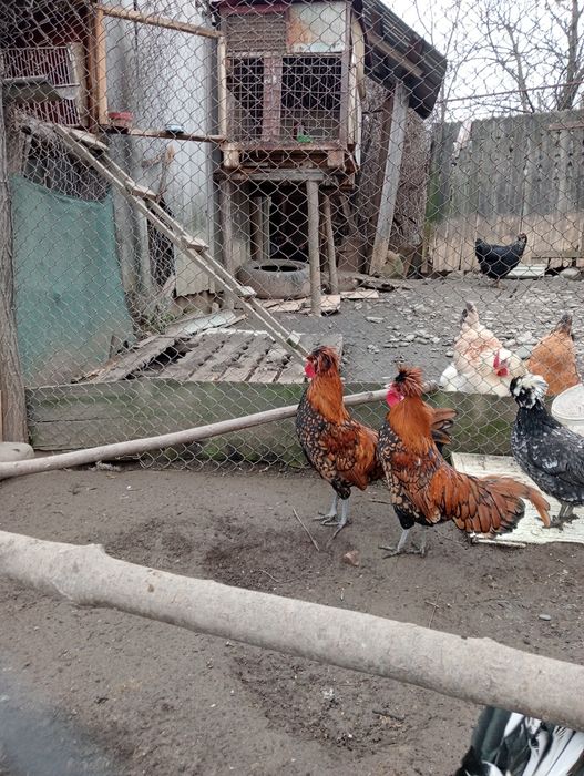 Doi cocoși de paduana de vânzare,cocoșii sunt paduana originali și sun