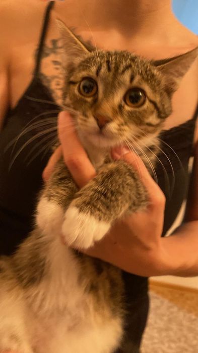 Котята ищут дом!!!