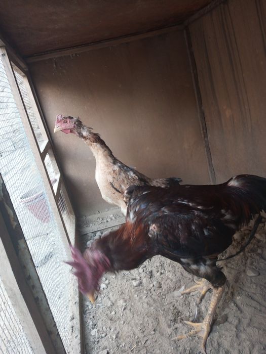 Шалпон хуроз макен