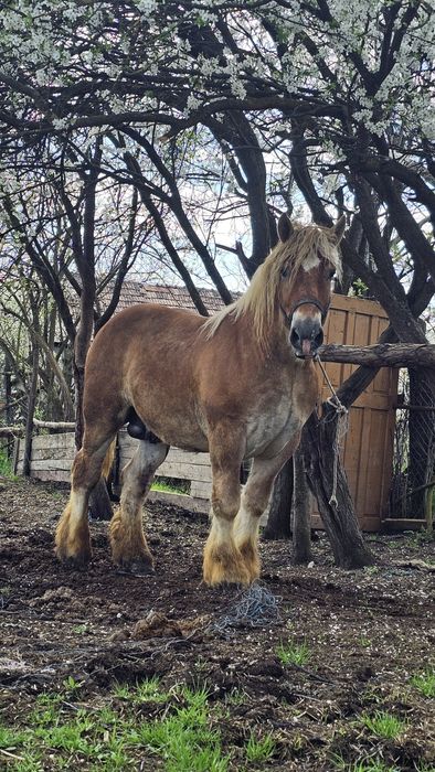 Harmasar pt monta ardenez de trei ani frumos cu forme