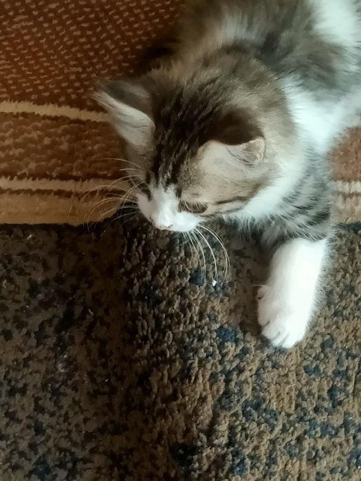 Отдам котят в хорошие руки