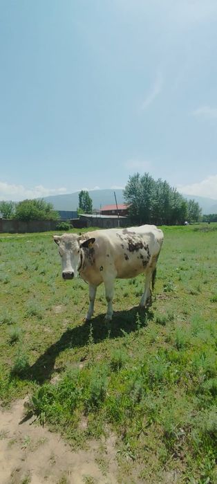 Продам Корову  2 отёл