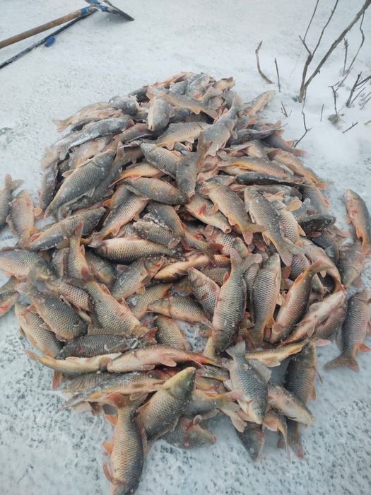 Продаетсья рыба торгайская сазан