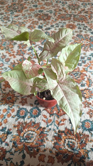 Сингониум с эффектом краски