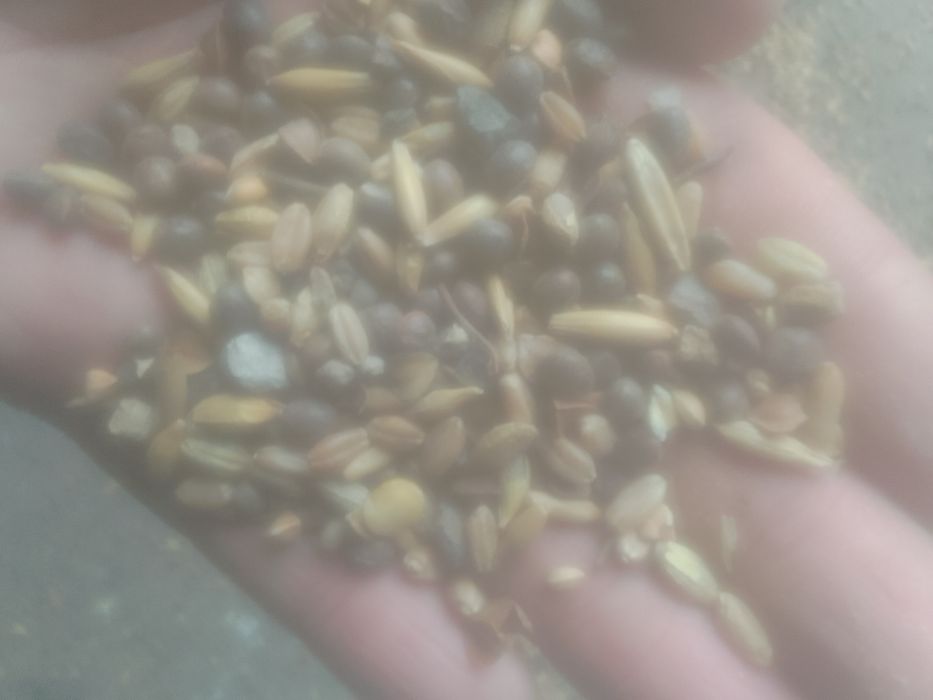 Отходы Отруби ячмень пшеница Полова корм