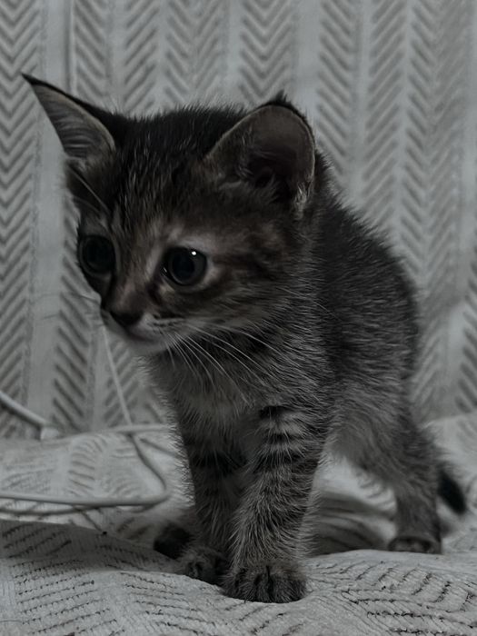 котята в заботливые руки