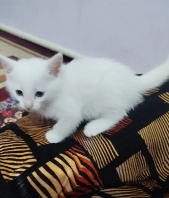 Ақ түсті үлпілдек котяталар сатылады