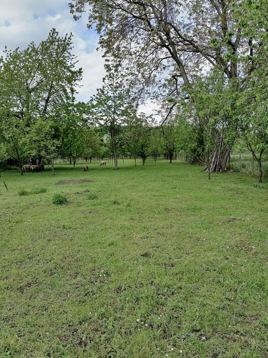 Teren Brebu vanzare 26 euro/mp